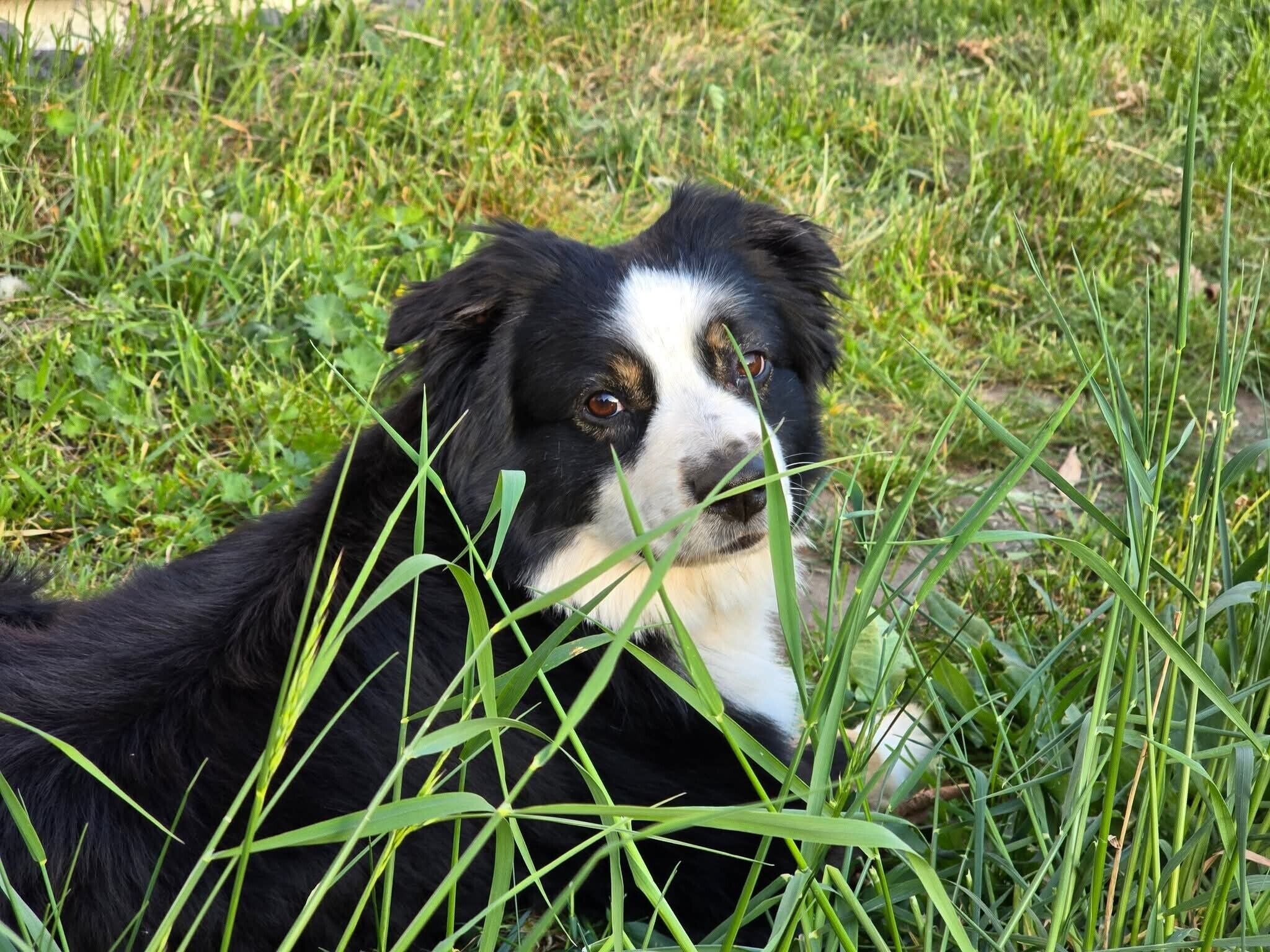 A dog lying in tall grass.