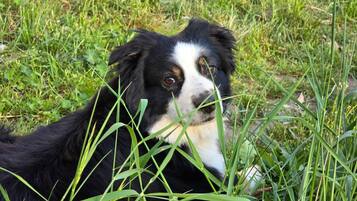 A dog lying in tall grass.
