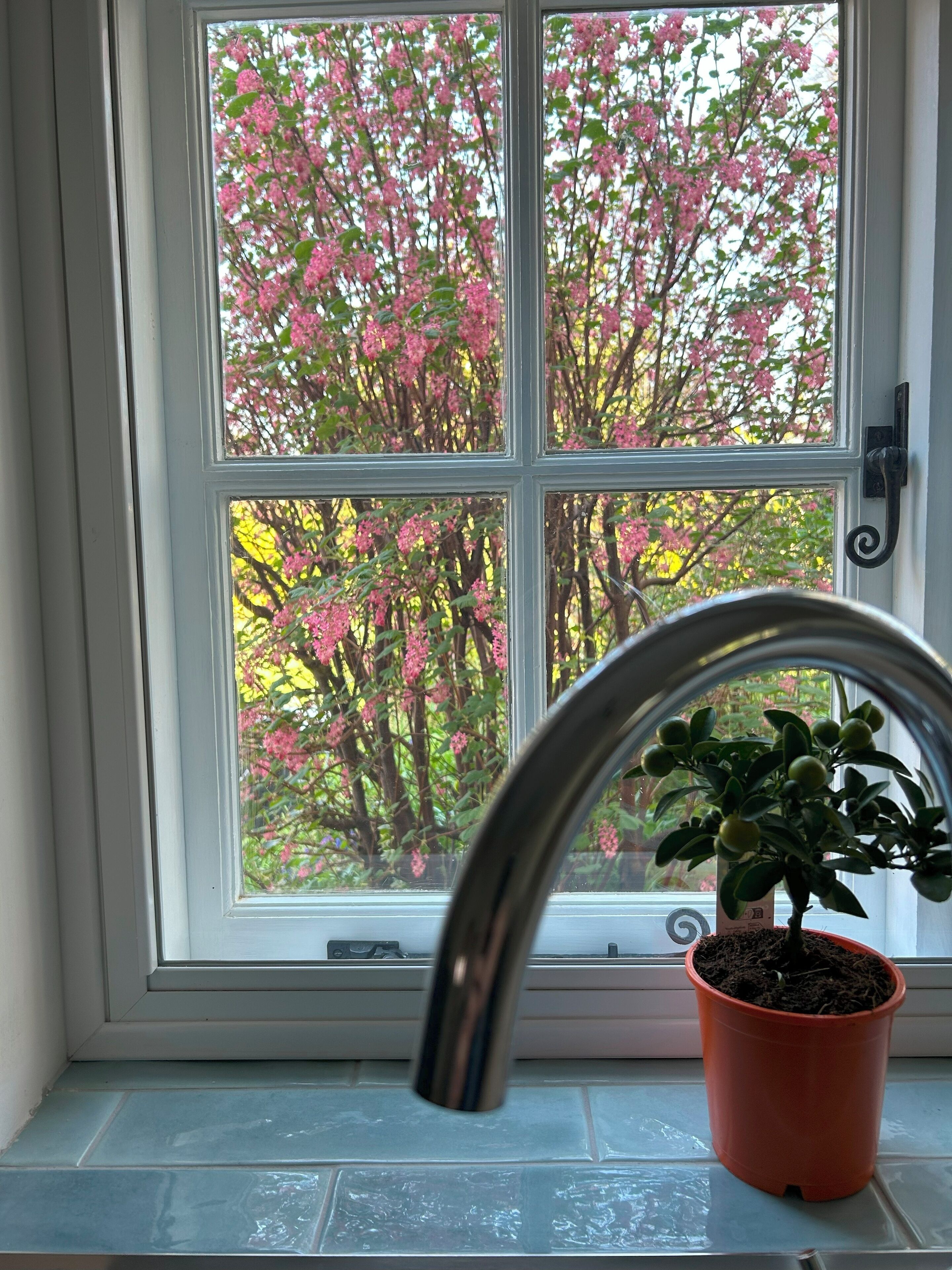 A window with a potted plant and a metal faucet.