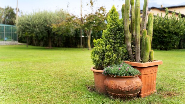 A garden with potted cacti and shrubs. - Apartment 'Lago' with Mountain View, Private Terrace and Wi-Fi (Dongo)