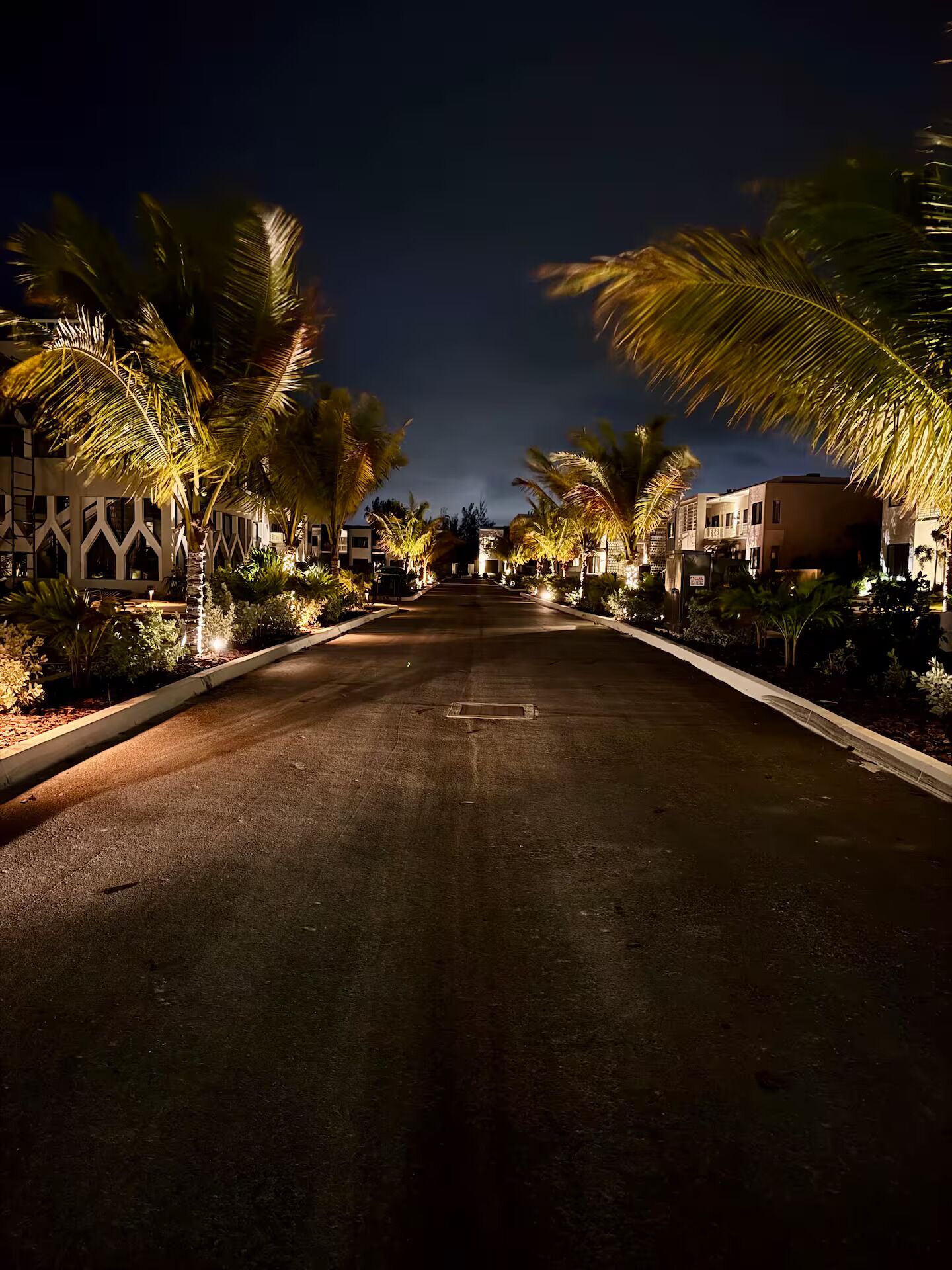 A nighttime street lined with palm trees and buildings, illuminated by street lighting.