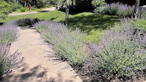 Un sendero conduce a una cabaña rústica rodeada de abundante vegetación y plantas de lavanda.