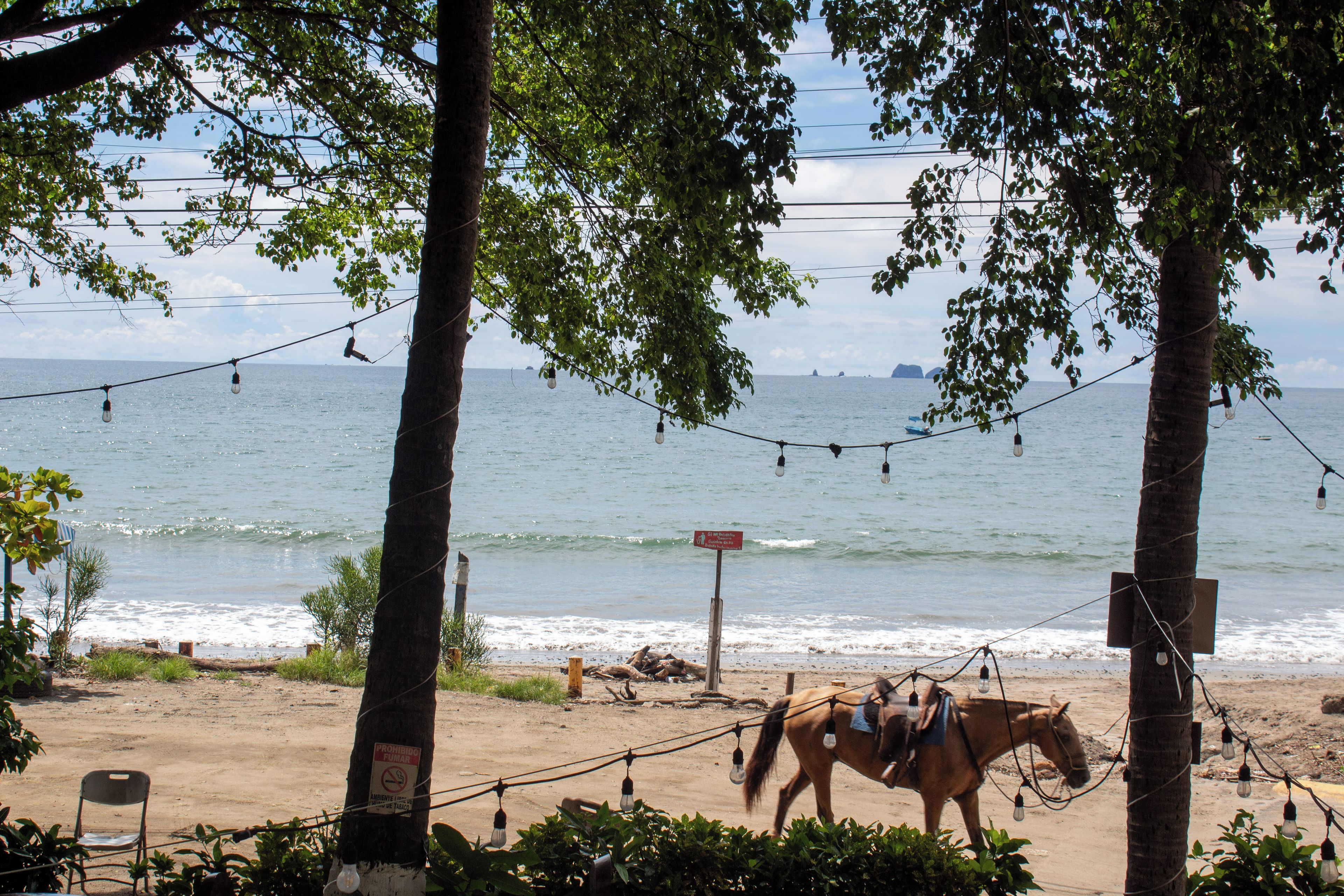 A beach with a horse, palm trees, and a string of lights.