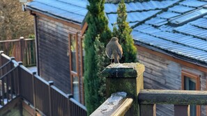 Property grounds - Woodland View 31 - The Hawthorns (Newton Abbot)