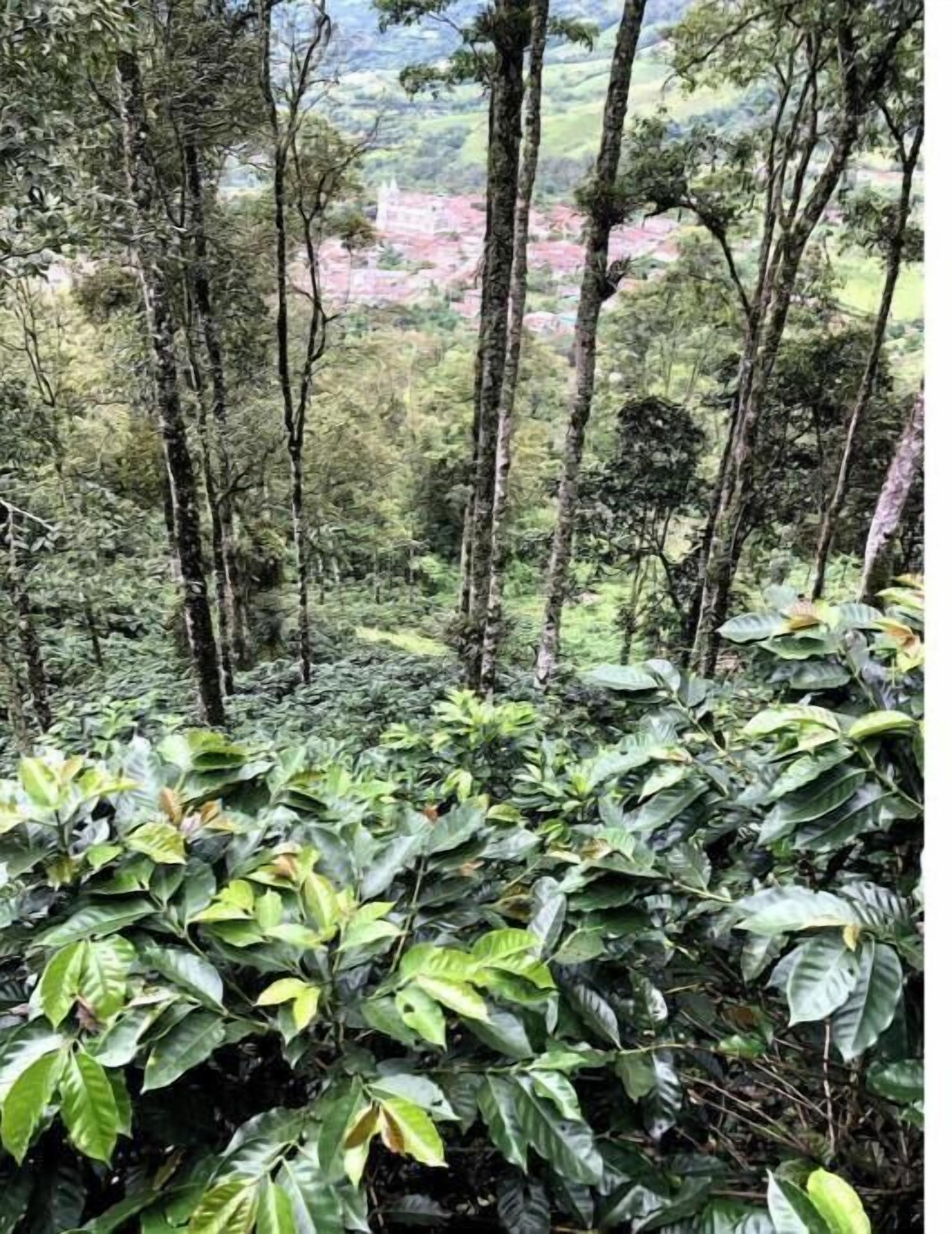 Ein dicht bewaldeter Wald mit hohen Bäumen und üppigem Grün.