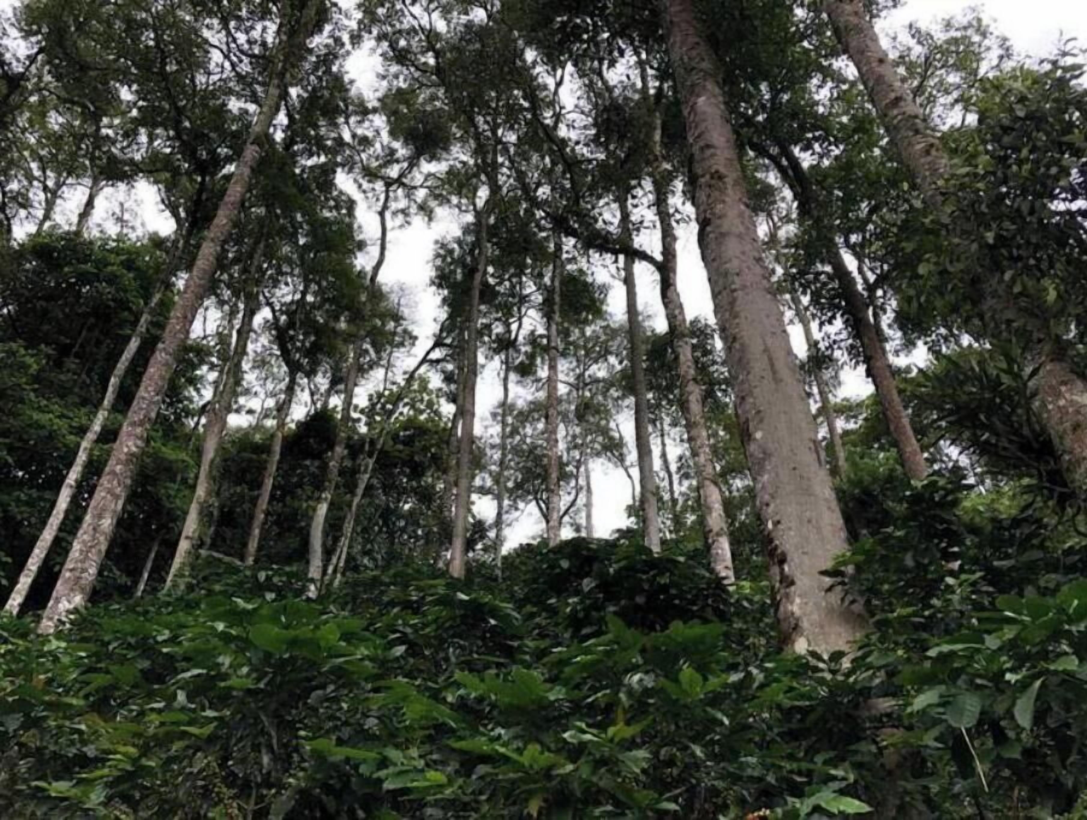 Uma floresta densa com árvores altas e vegetação rasteira espessa.