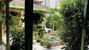 A covered patio area with tiled flooring, green pillars, and various potted plants. - Room for couples in Palermo - Antioquia (Támesis)