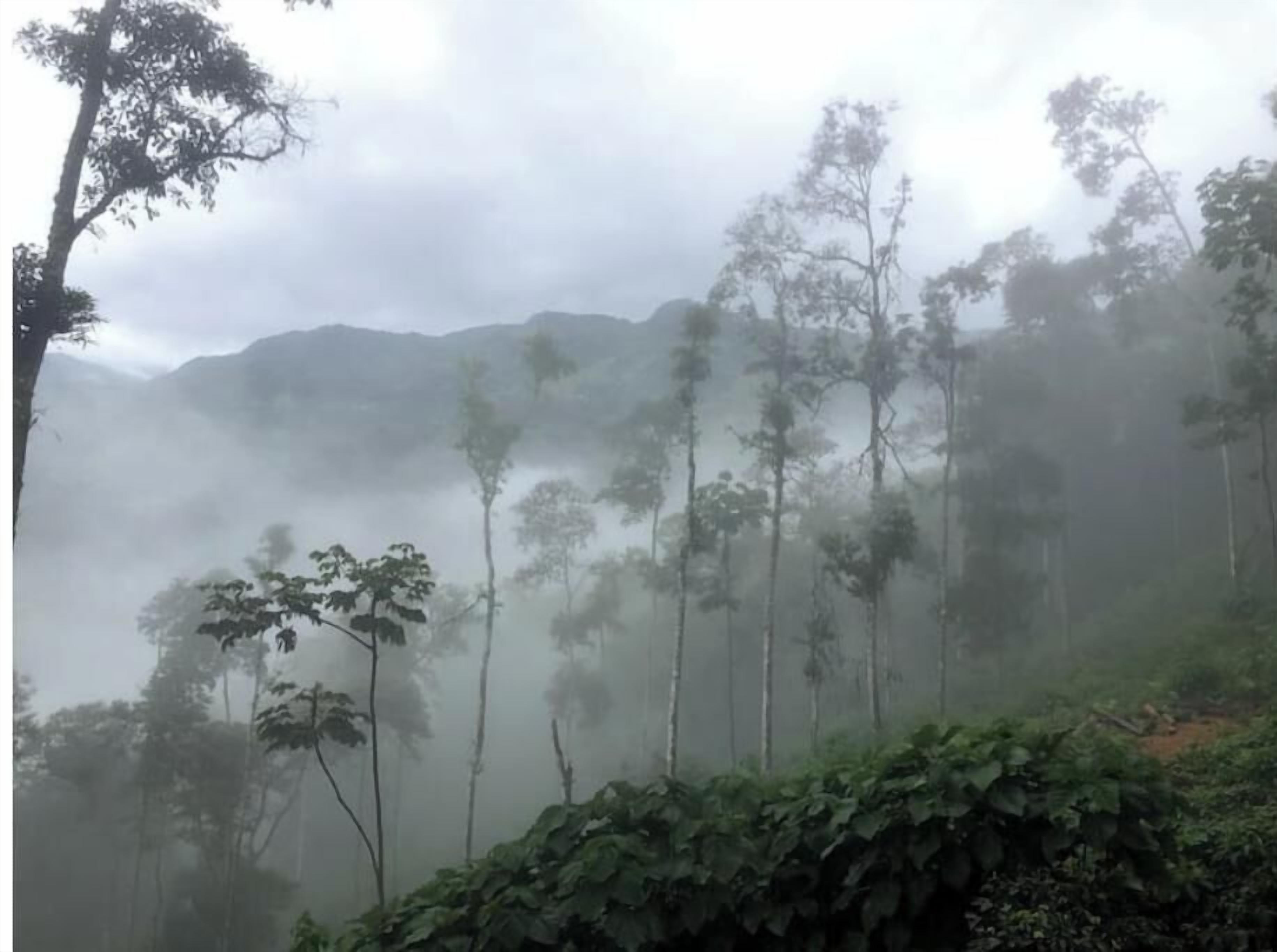 A forested area with tall trees and a misty atmosphere.