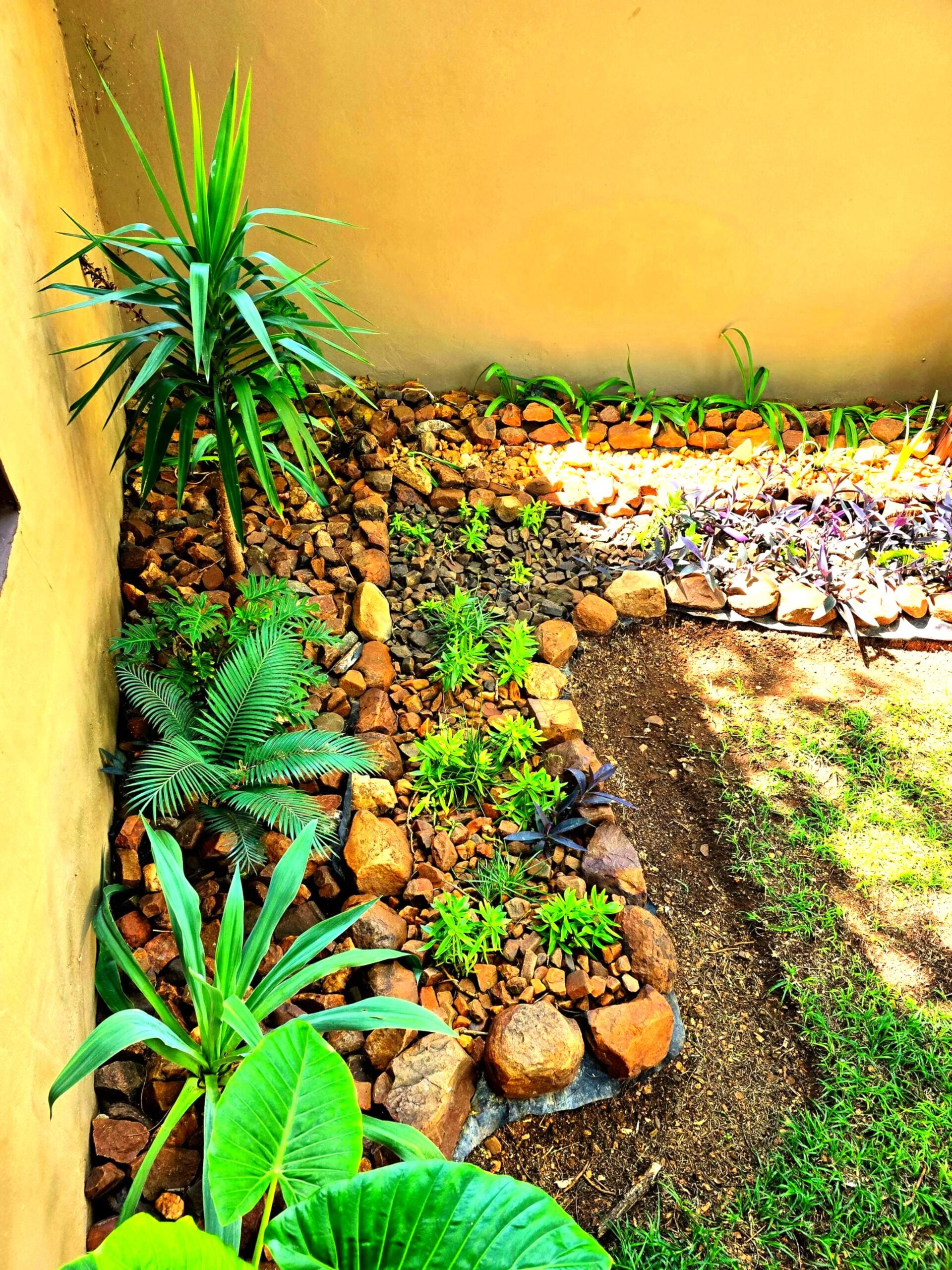A garden with various plants and rocks.