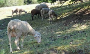Un grupo de ovejas pastando en una ladera cubierta de hierba.