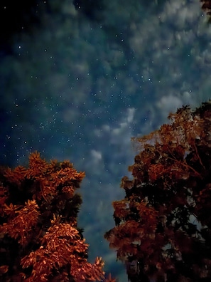 Cielo nocturno lleno de estrellas, visto entre las ramas de los árboles.