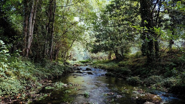 Ein bewaldeter Bach durch einen dichten Wald.