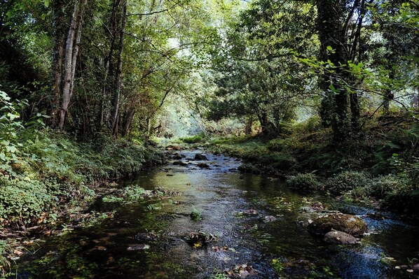 Un arroyo en un bosque con vegetación densa y árboles.