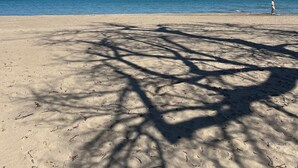 A beach with clear skies and shadows of trees on the sand.
