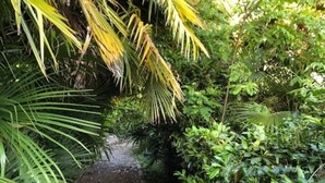 Un sendero estrecho de ladrillo rodeado de exuberante vegetación y palmeras.