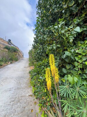 House, 2 Bedrooms, Accessible, Smoking | Property grounds - The Olaya House Farm (Arico)