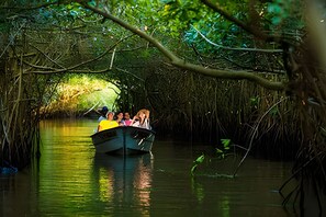 Suite | Miscellaneous - Suite Azalea (Tepic)