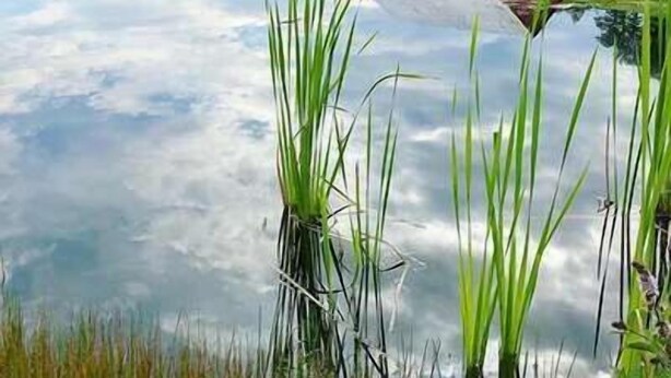 Een rode schuur aan een rustig meer, met hoog gras op de voorgrond.