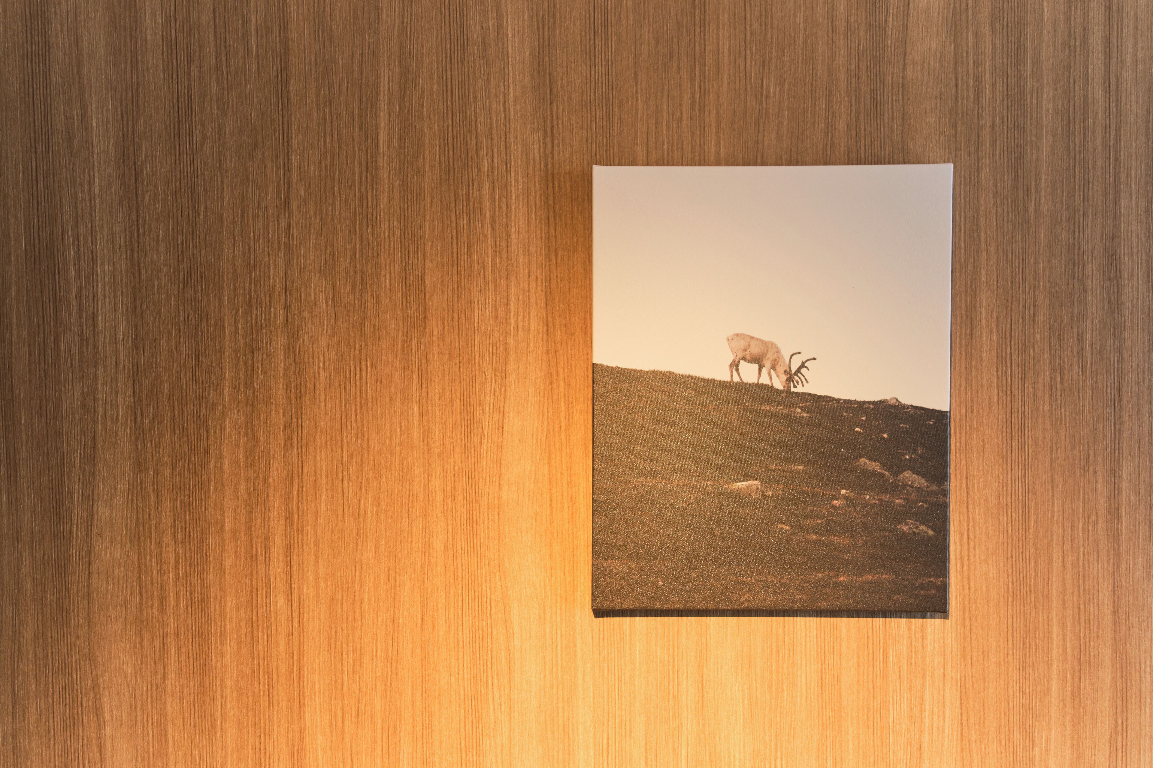 Una fotografia incorniciata che ritrae due animali su una collina.