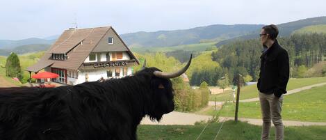 Une personne se tient à côté d’un yak à la longue fourrure et aux grandes cornes, avec un bâtiment en arrière-plan.