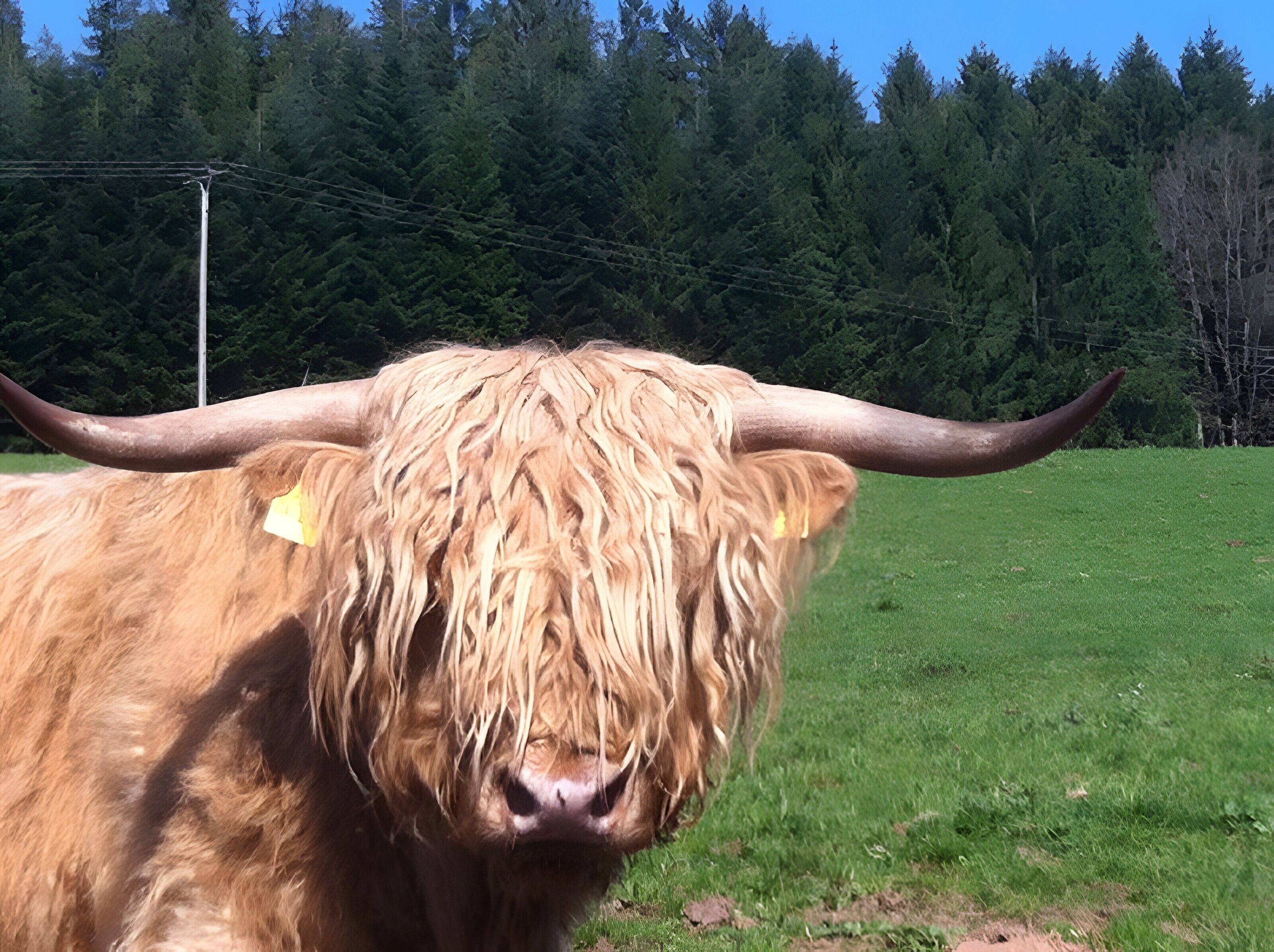 A highland cow with long hair and large horns in a grassy field with a forest in the background.