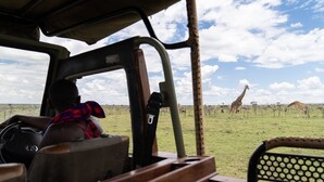 Das Innere eines Safarifahrzeugs mit Blick auf Giraffen in einer Savannenlandschaft.