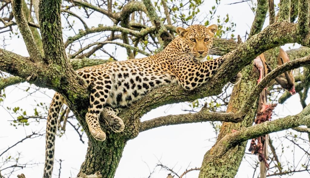 Un leopardo descansando sobre una rama de árbol.