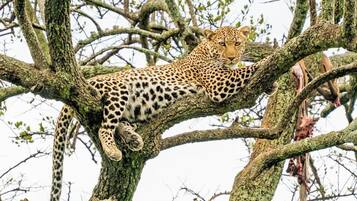 Un leopardo descansando sobre una rama de árbol.