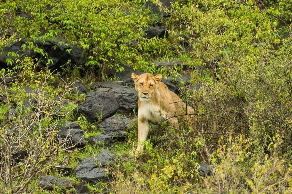 A lion in a natural setting with rocks and green foliage.