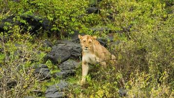 A lion in a natural setting with rocks and green foliage.