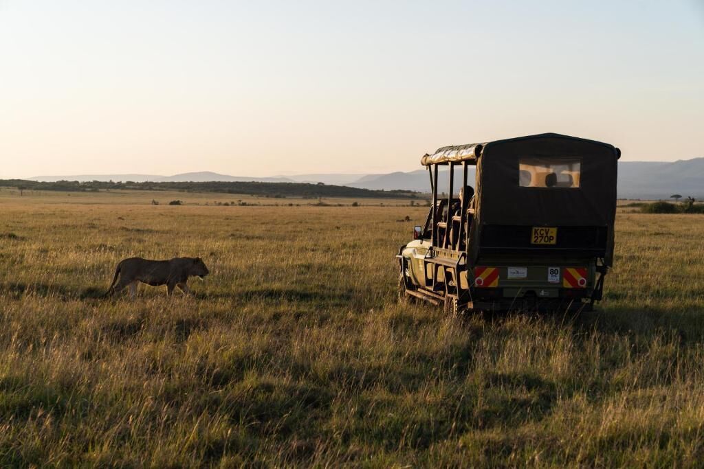 Un vehículo de safari en un campo cubierto de hierba, con un león a lo lejos.