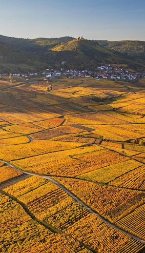 Vineyard - Les Appartements Husseren Collections - Proche Colmar - Eguisheim (Husseren-les-Châteaux)