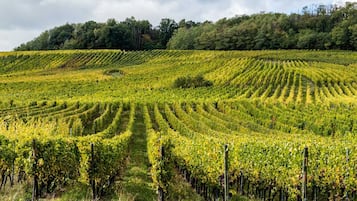 Vineyard