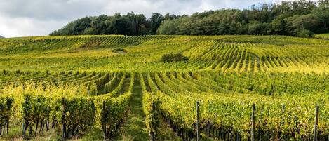 A vineyard with rows of grapevines on a hillside.
