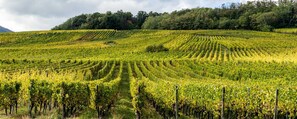 Vineyard