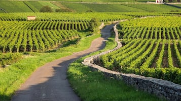 Vineyard