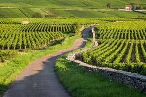 Vineyard