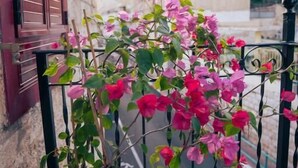 A balcony with a potted plant of pink flowers, a stone wall, and a metal railing. - Roots Boutique Hotel (Nazareth)