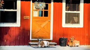 A red barn with a wooden door, two windows, and a porch with two goats. - Charming Cabin on horse farm minutes from Letchworth State park (Nunda)