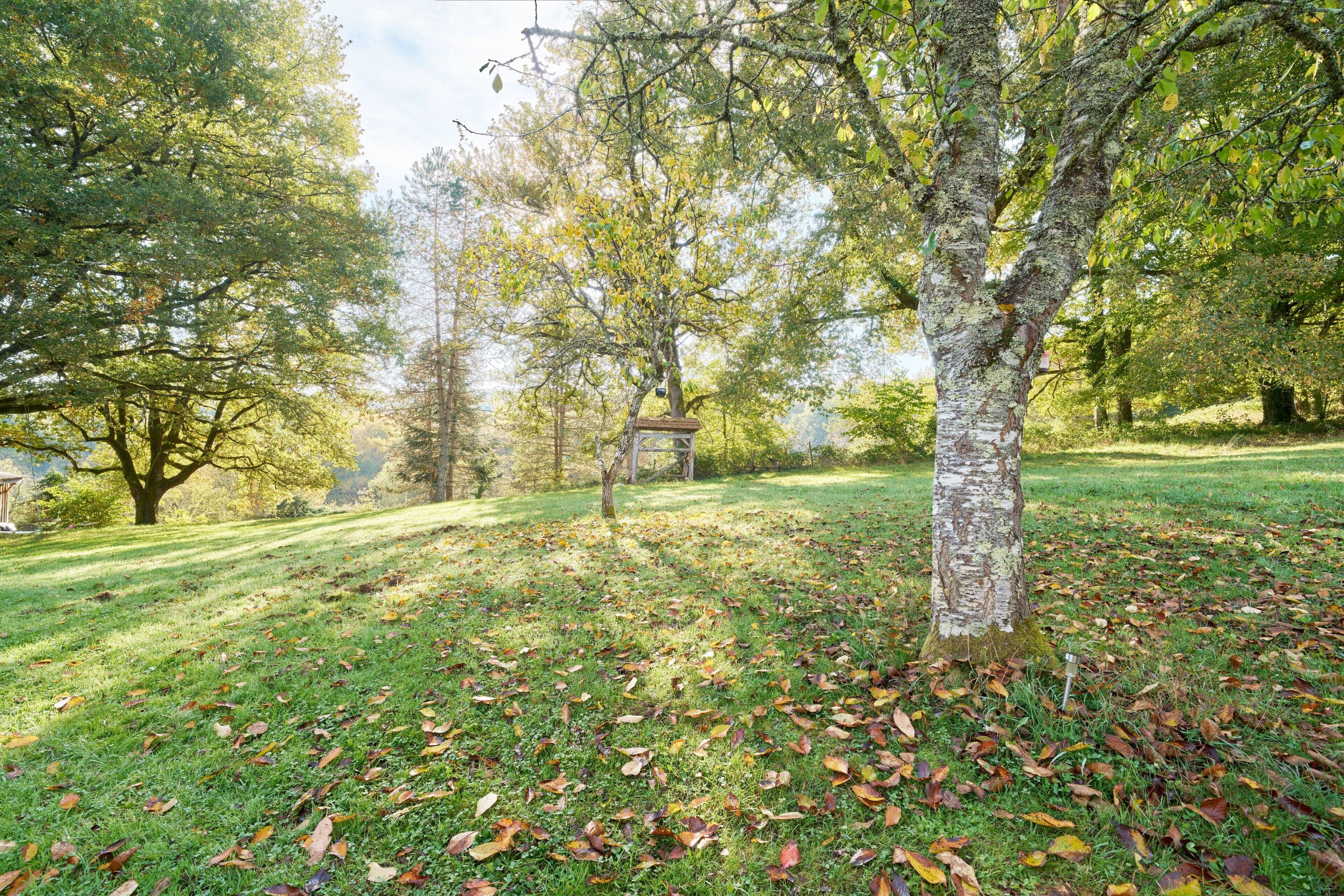 A park with trees, grass, and a wooden structure.