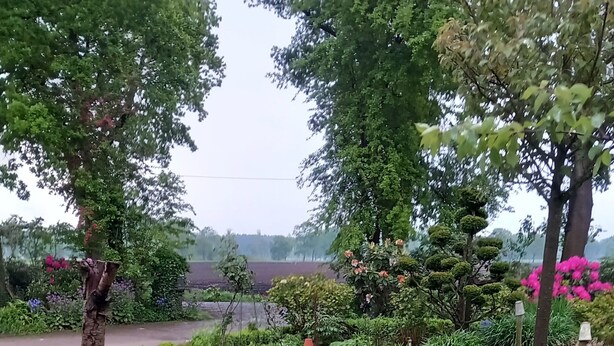 Een tuin met verschillende planten, een lantaarnpaal en een geplaveid pad.