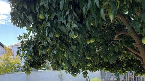 A garden with a variety of plants and a tree bearing green fruits.