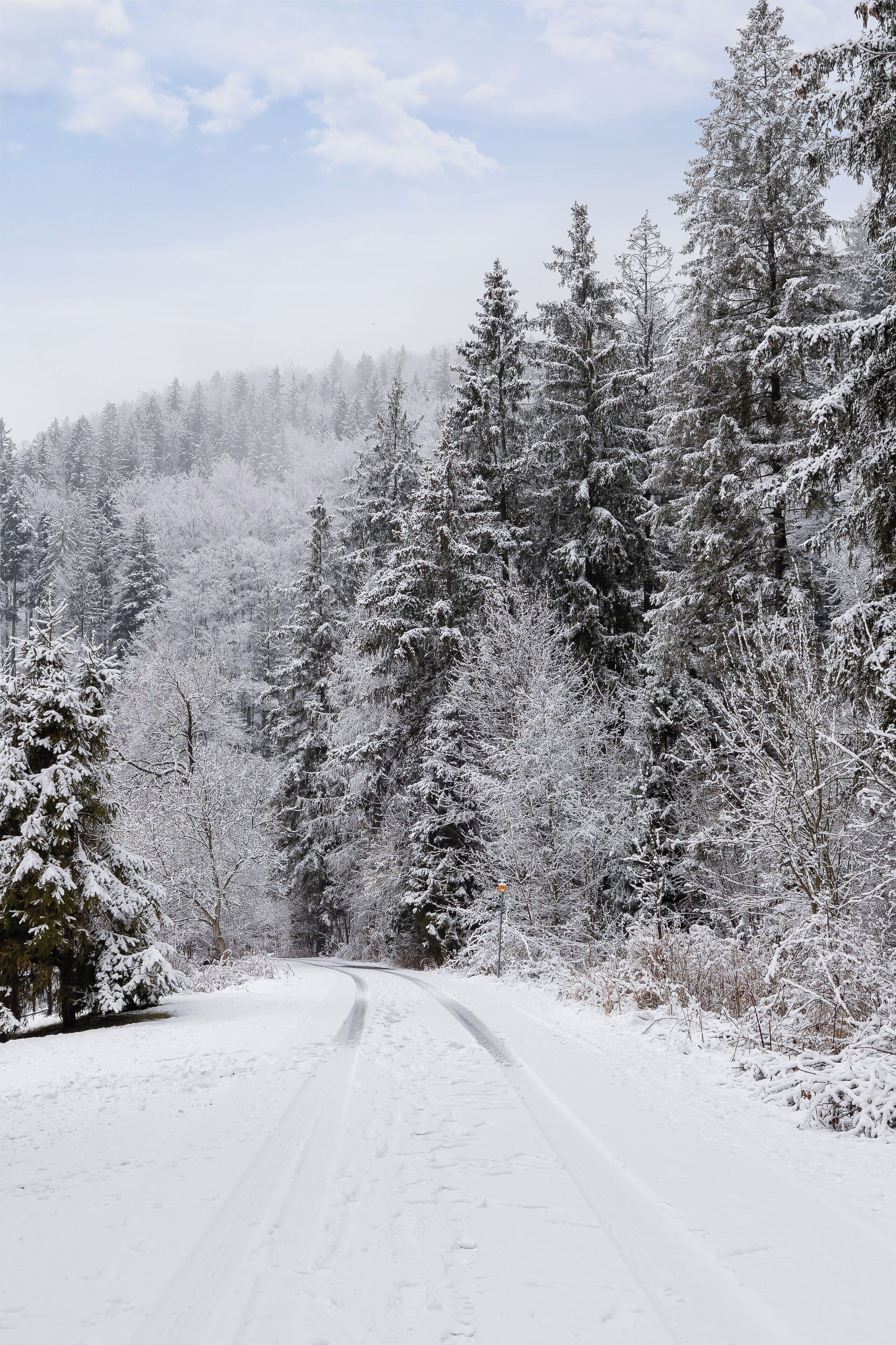A snow-covered road flanked by dense evergreen trees.
