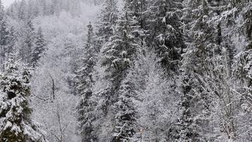A snow-covered road flanked by dense evergreen trees.
