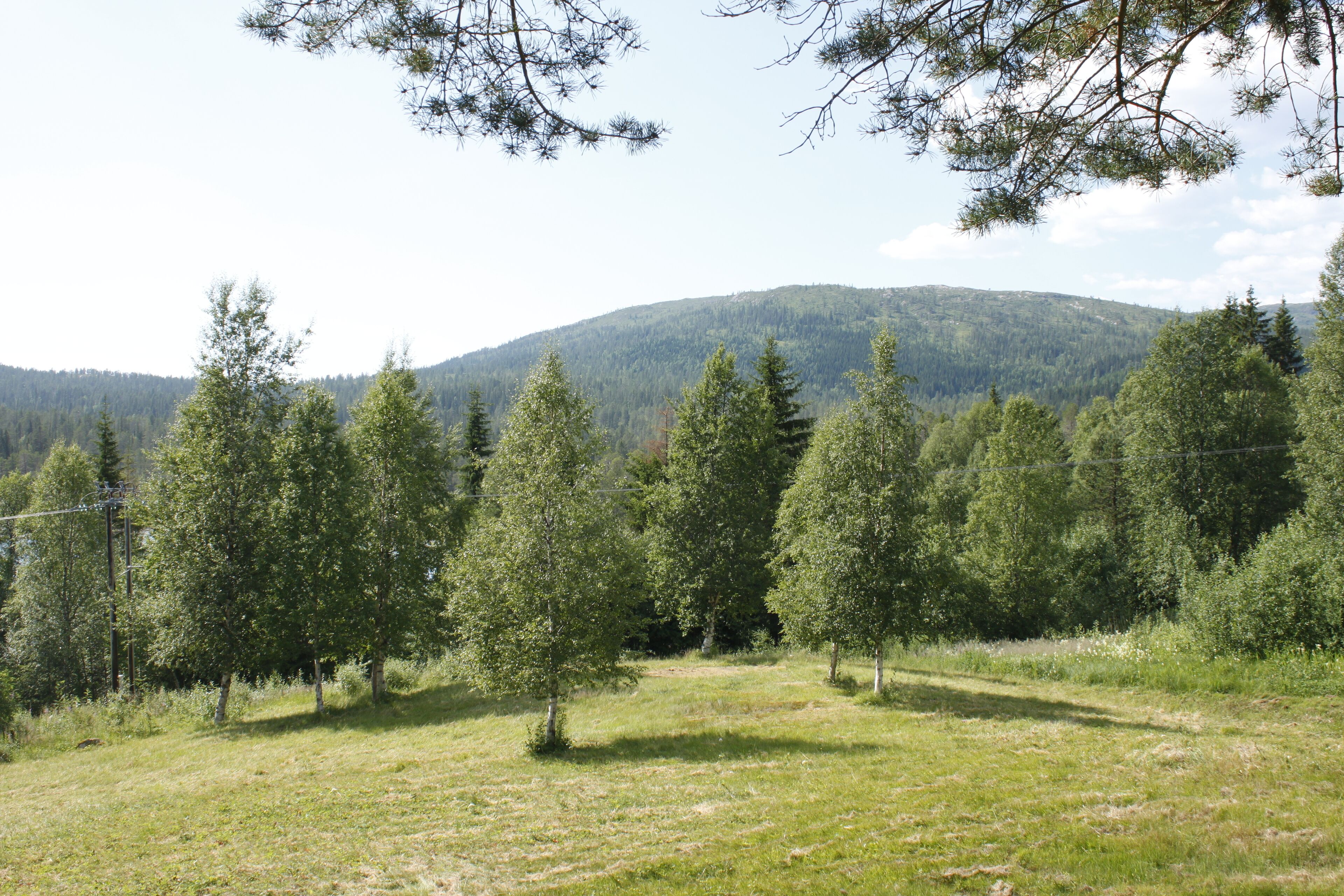 Un champ herbeux avec des arbres et une colline en arrière-plan.