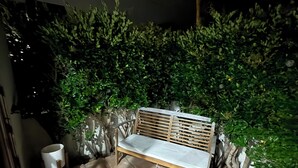 A patio with a wooden bench, surrounded by green plants and a tiled floor. - North Pacific Beach - a cozy, 1-bedroom designed for rest, & recharge. (San Diego)