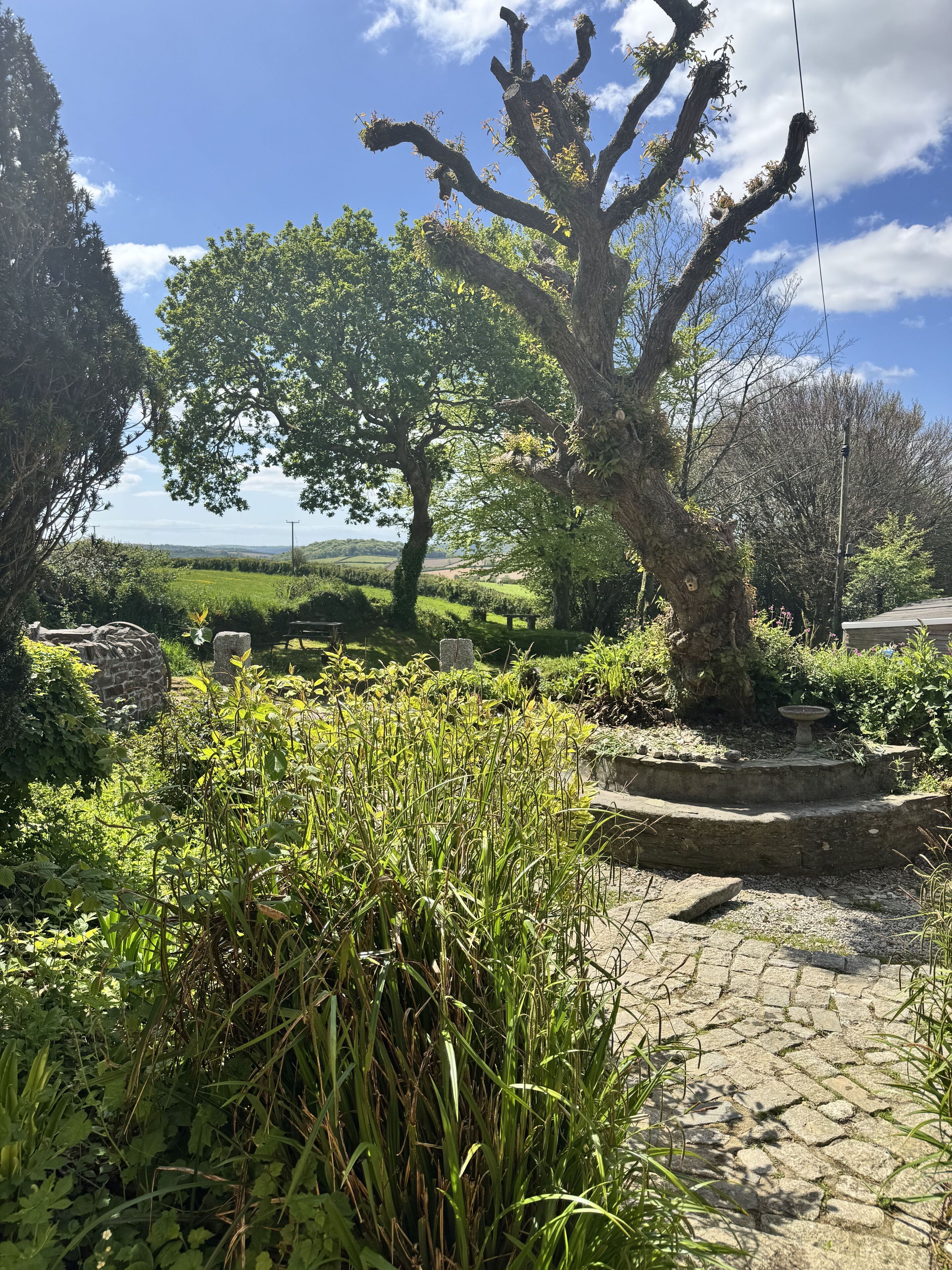 A garden with a large tree, stone pathway, and a fountain.