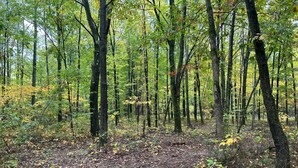 Un sendero en el bosque rodeado de altos árboles con hojas verdes y amarillas.