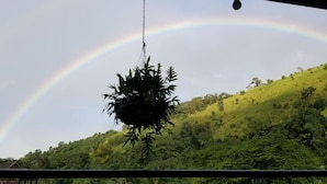 Une plante suspendue avec un arc-en-ciel en arrière-plan.