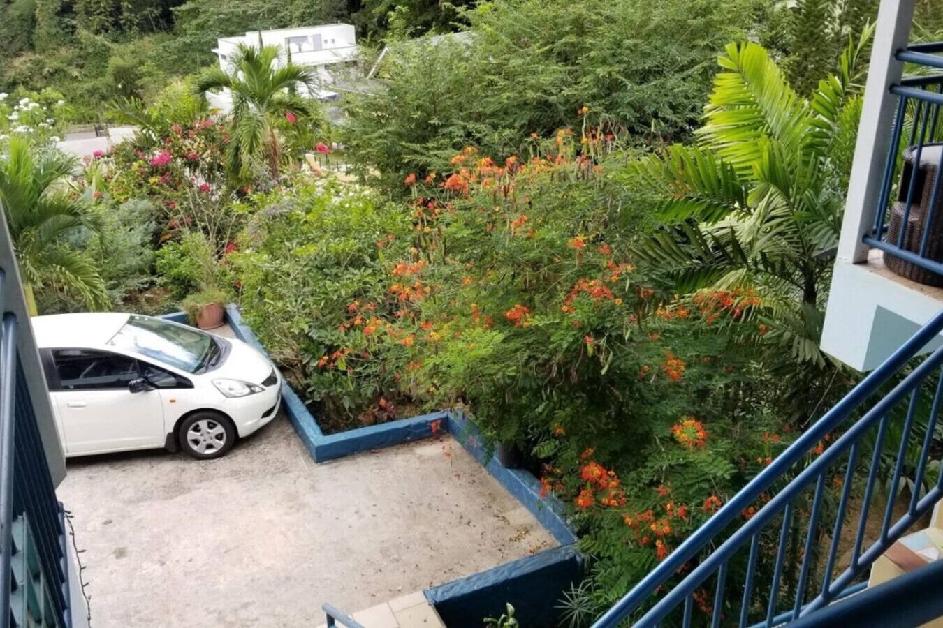 Cot blanc estacionat en una zona de jardí amb un marc blau, envoltat de verdura exuberant i plantes florides.